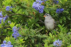 White-crowned Sparrow